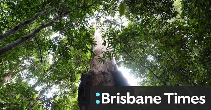 How Great Koala park can be a win for environment and local workers