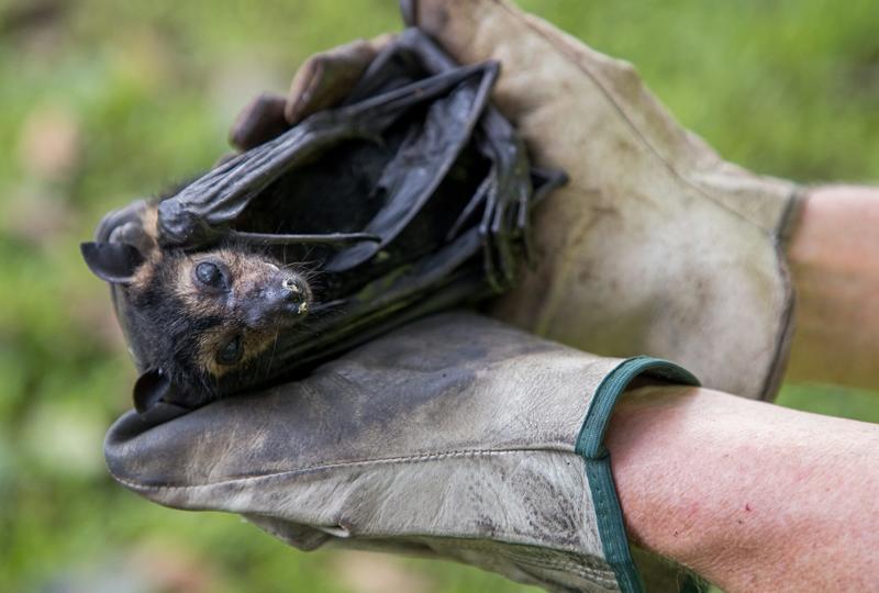 Yes, spectacled flying foxes are noisy and drop poo everywhere. But our rainforests need them