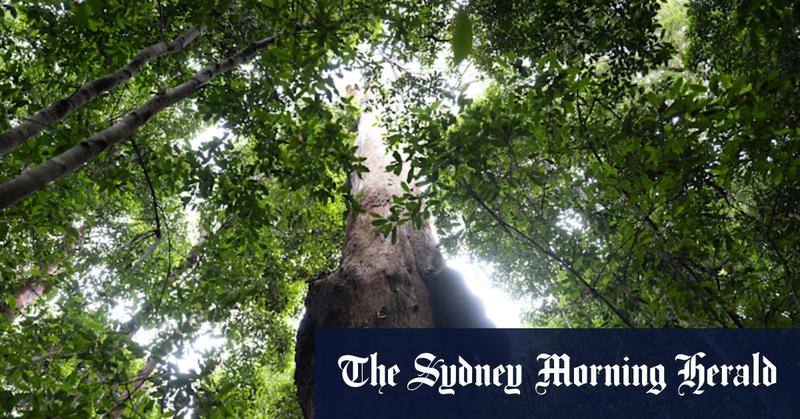 How Great Koala park can be a win for environment and local workers