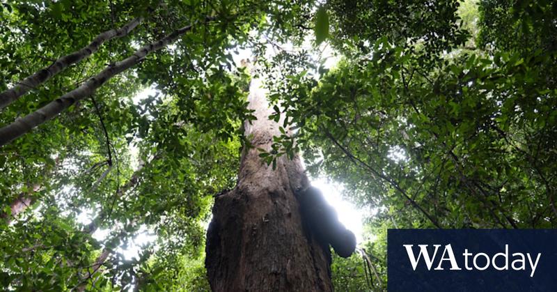 How Great Koala park can be a win for environment and local workers