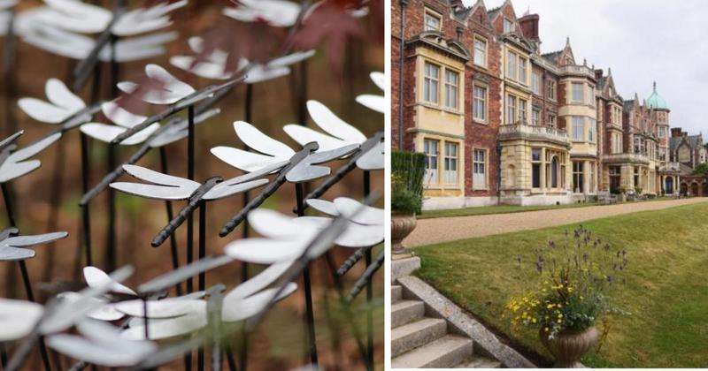 Sandringham Estate taken over by 4,000 dragonflies