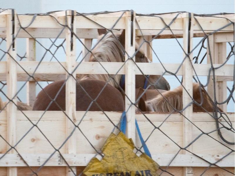 Opinion: It's time to ban export of horses for slaughter