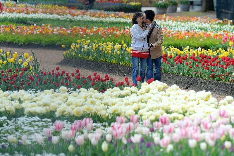 How do flowers know it’s spring? A botanist explains