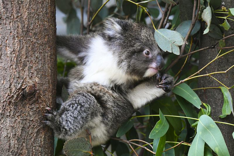 Koalas are running out of time. Will a $140 million national park save them?