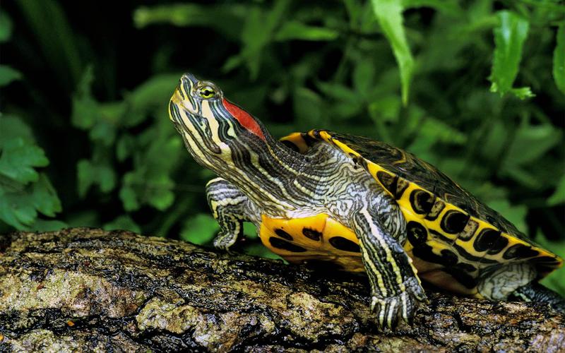 Four in ten reptile species in Israel at risk of extinction, rare audit finds