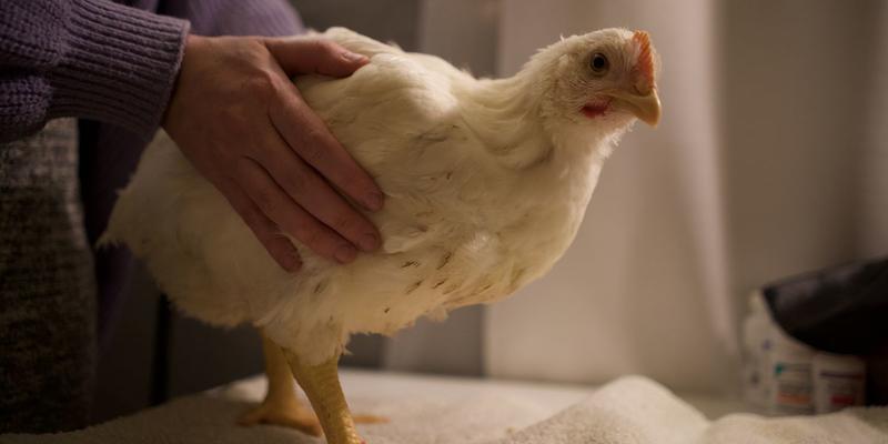 I Rescued 4 Chickens From Abuse; Now I’m the One Facing a Felony Trial