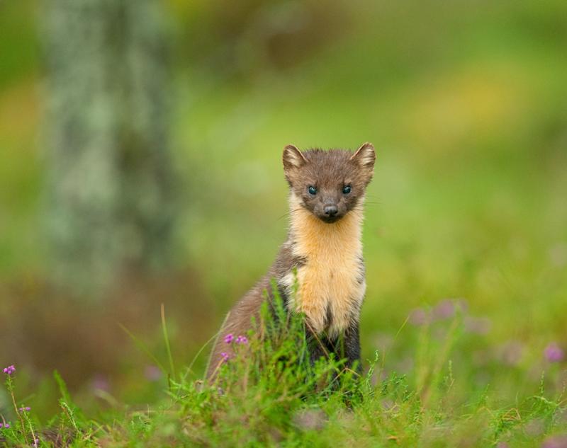 As pine martens are reintroduced to south-west England, a new study shows why local people need to be involved