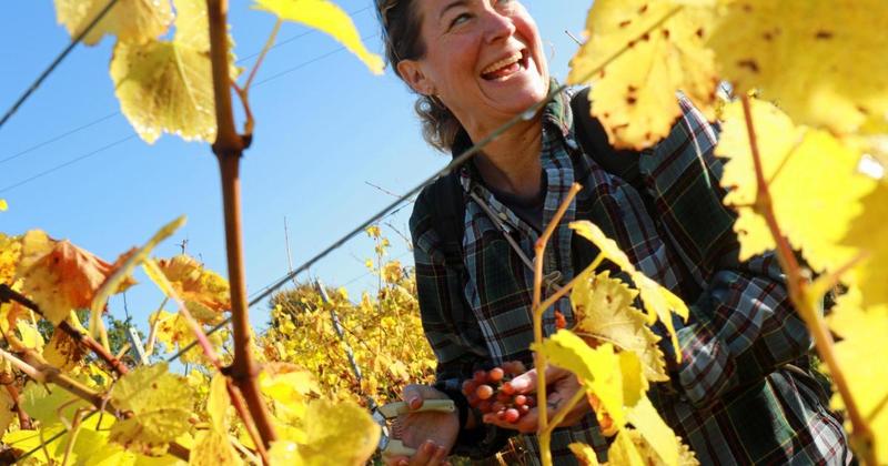 Community vineyard harvest day with free supper after