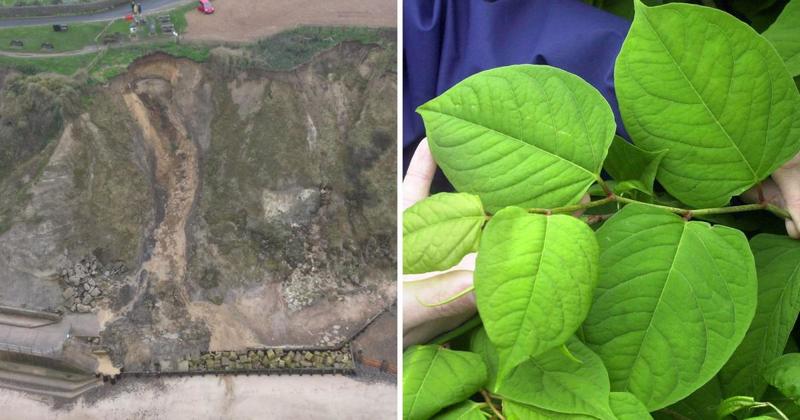 Council agrees to spend £120,000 to remove Japanese knotweed