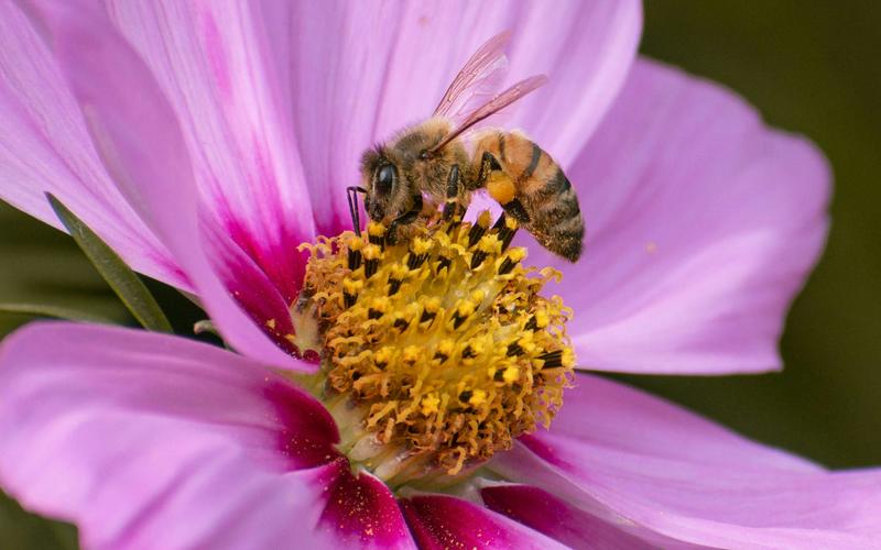 Deadlier than varroa, a new honey-bee parasite is spreading around the world