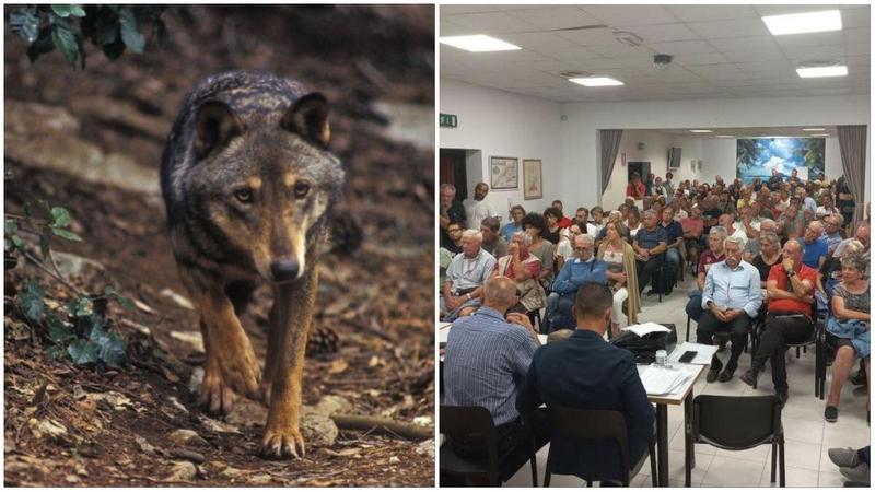 In marcia su Roma contro il lupo : 