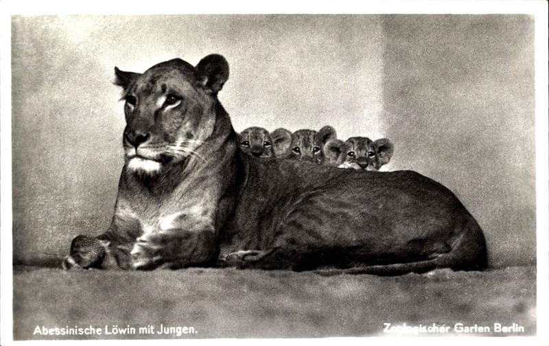 Aus einer anderen Zeit: Petrus Olesen – der legendäre „Löwenpapa“ vom Berliner Zoo