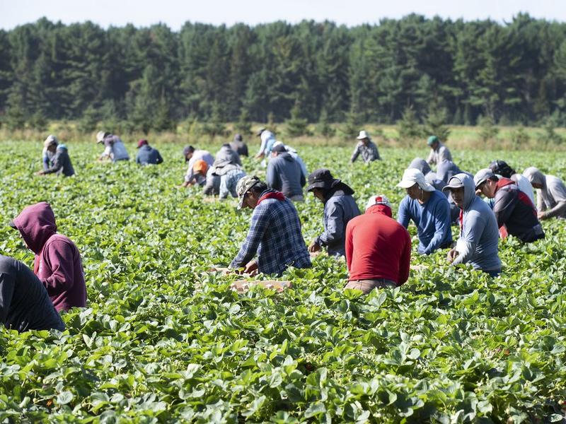 Matthew Lau: We benefit from temporary foreign workers