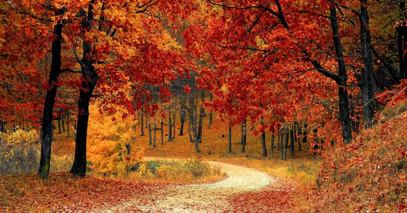 If You Love Fall