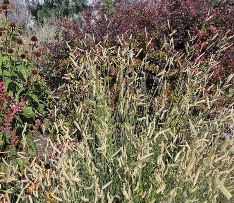 Grasses that grab attention