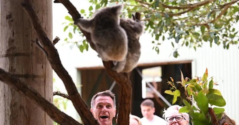 Koala sanctuary may come with diabolical trade off