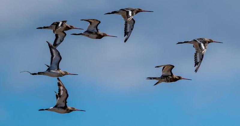 Stunning images capture flock of red-listed birds at nature reserve