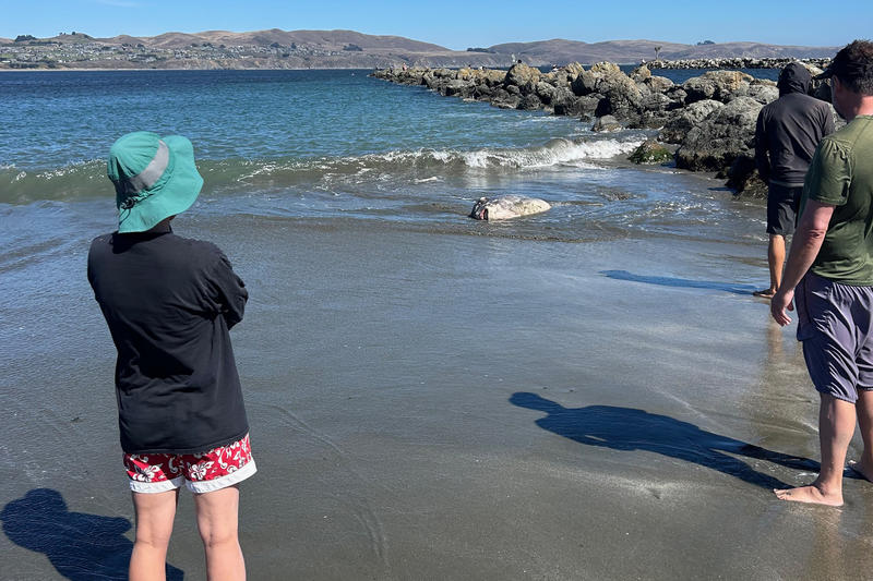 Enormous rare fish washes up on Bay Area beach