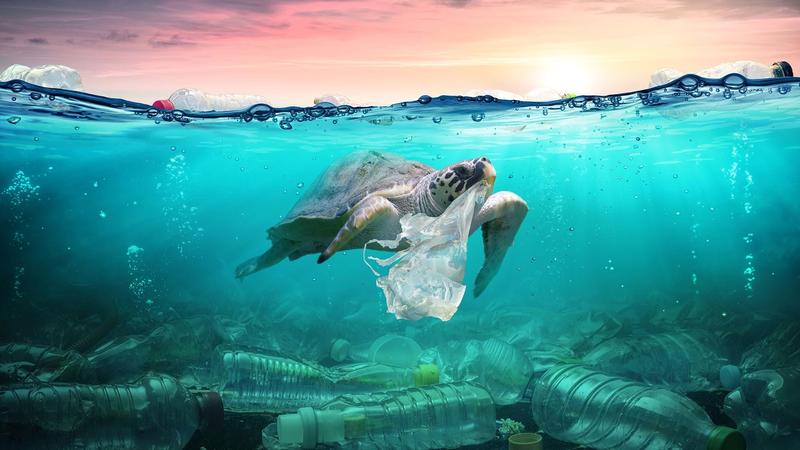 Critical Year For The Ocean