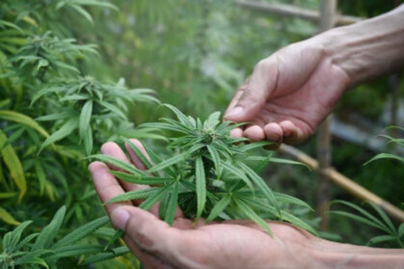 A conservative case for rescheduling cannabis