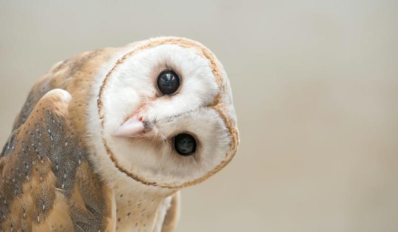Curious kids: do owls have bogies?