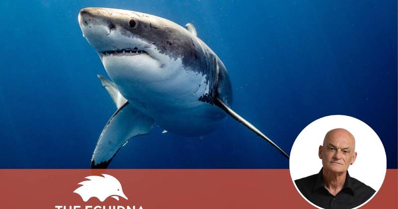 How a villain became the sacred cow of the sea