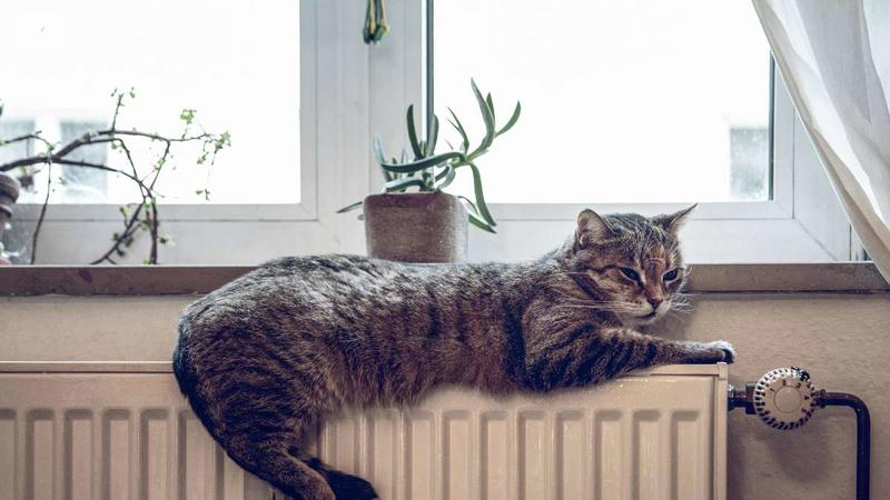 Tierisches Familienmitglied: Die Sache mit der Katze