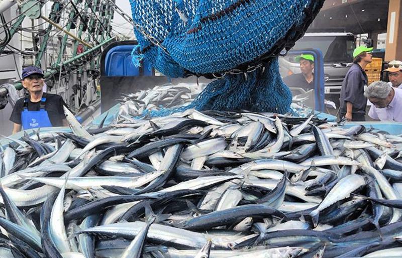 VOX POPULI: Autumn’s silver lure of the sea, its flavor bolder in its symbolism