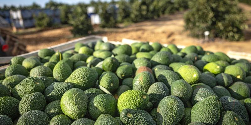 Avocados, Opposition, Drohne