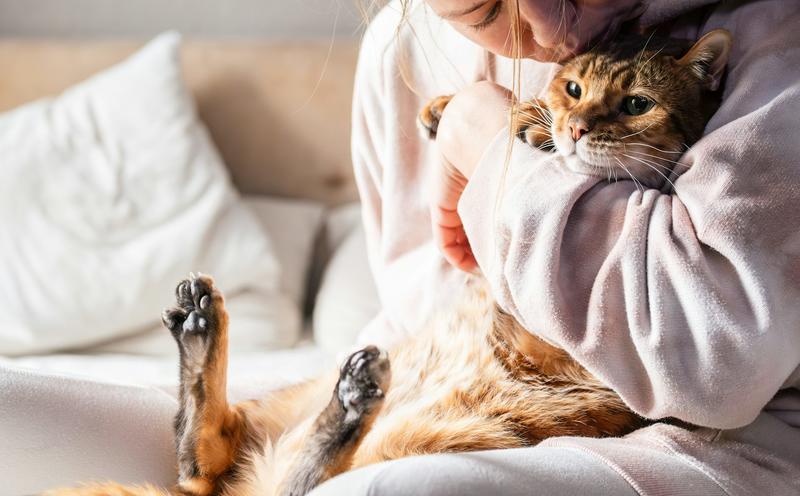 What owning a cat does to your brain (and theirs)