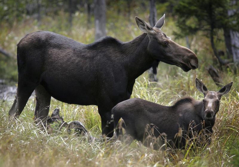 Parasitic worms bury themselves in the brains of moose and elk – a new test can help diagnose these animals to prevent disease spread