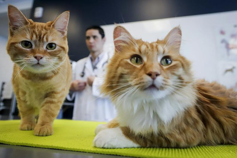Les animaux de compagnie sont-ils des gages de bonheur ? Des recherches apportent des bémols