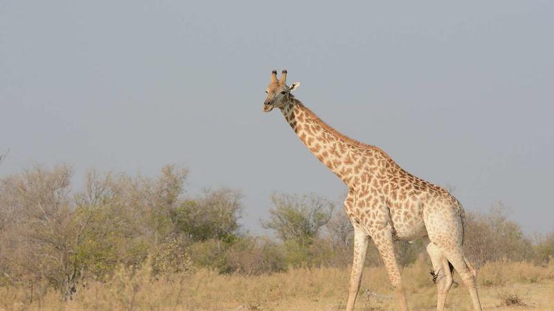 Vier Giraffen-Arten: Keine akademische Spielerei