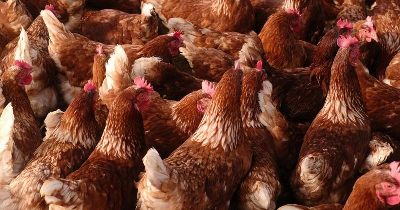 MP welcomes refusal of 'mega-chicken facility' plans