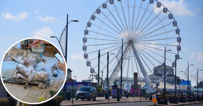 Greyhound injured in 'traumatic' dog attack in Great Yarmouth