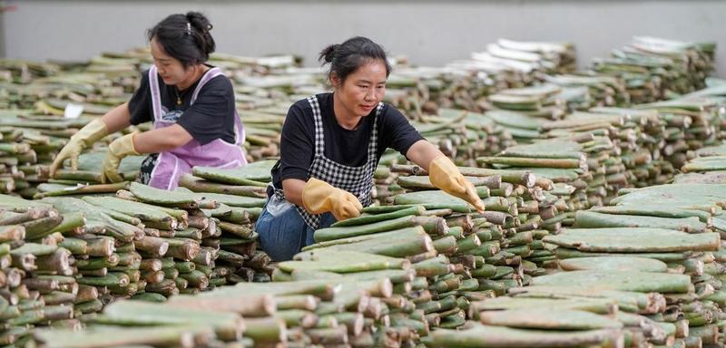 As mulheres chinesas sustentam 