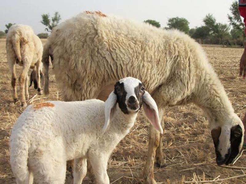 The Hidden Story Behind Kashmir’s Reliance on Rajasthani Sheep