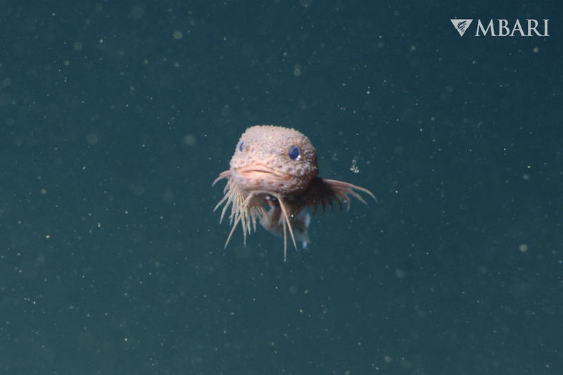 'Exciting' deep sea discovery is now on display in San Francisco