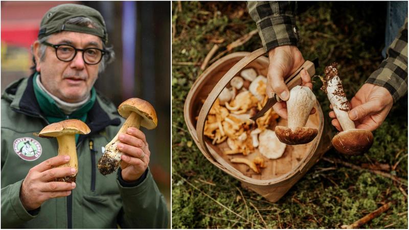 Dove cercare funghi in Appennino: guida a zone, regole e i consigli degli esperti
