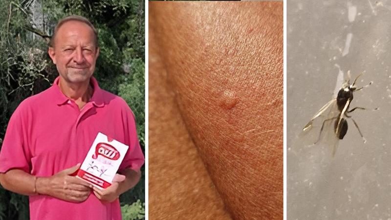 Formiche con il pungiglione, nuova invasione. L’entomologo: “Come avere il fuoco addosso”