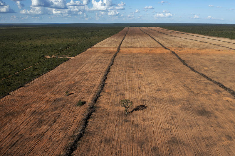 O golpe impune no Cerrado