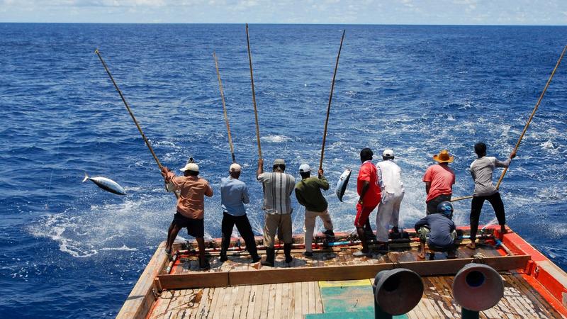 Wichtiges Exportgut: Wie auf den Malediven Thunfisch geangelt wird