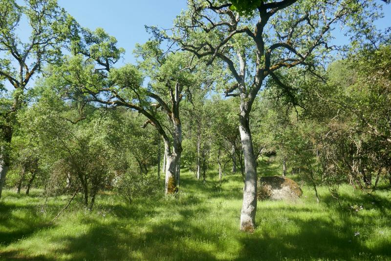 What Native-held lands in California can teach about resilience and the future of wildfire