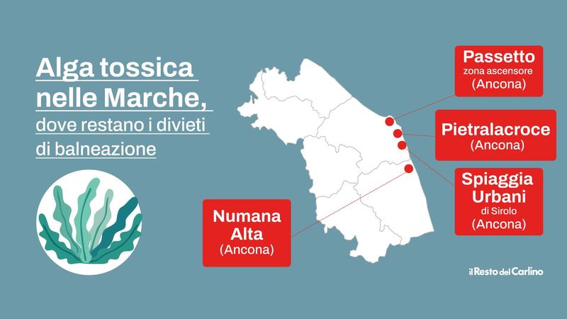 Alga tossica nelle Marche: com’è la situazione oggi e dove resta il divieto di balneazione