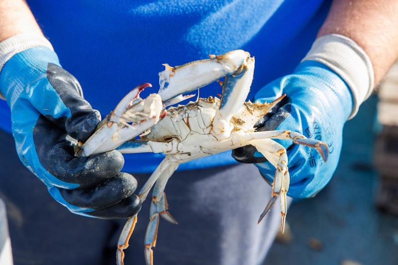 Da Goro a Comacchio, litorale invaso dal granchio blu: pizzicate e pesci spariti