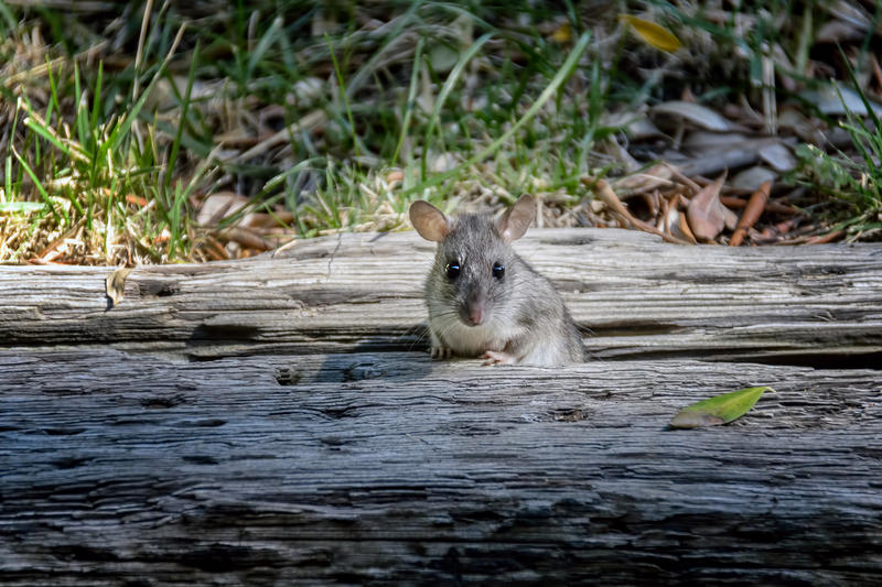 'Pulled like 70 rats out of this one house': Tahoe has a major problem