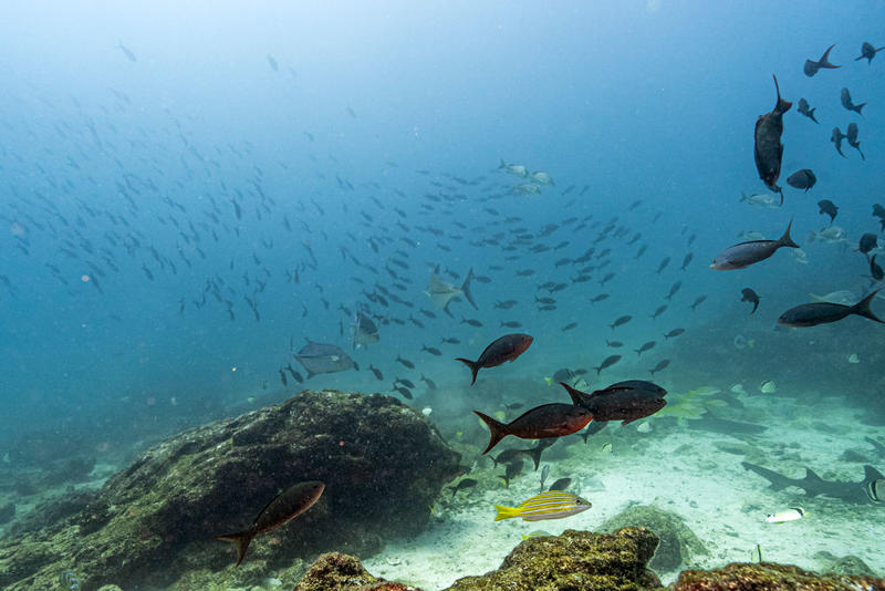 Why the High Seas Treaty Matters