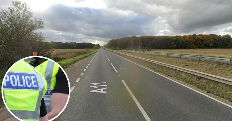 Delays expected as fallen tree blocks section of A11