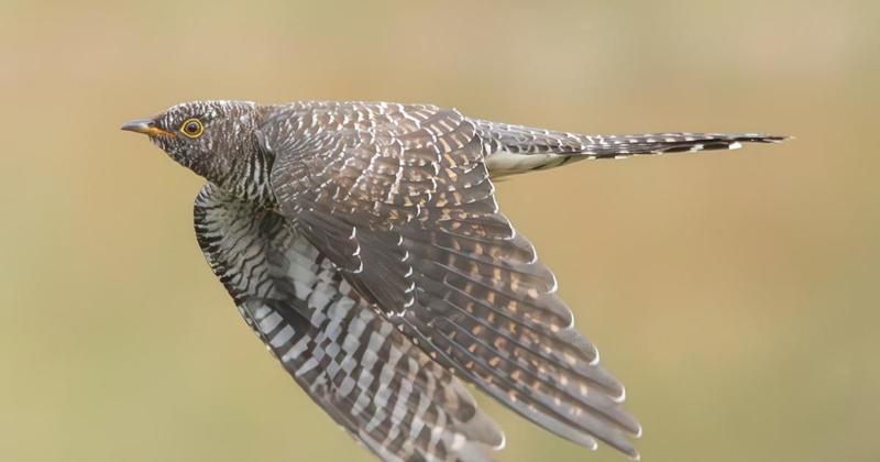Rare bird spotted in north Norfolk