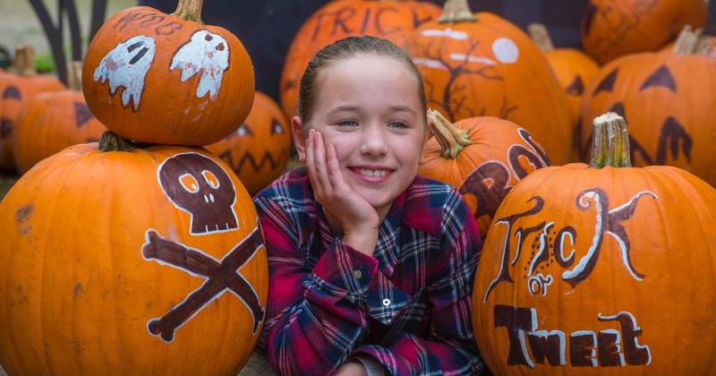 Pumpkin festival returning to Norfolk attraction with spooky trail and maize maze